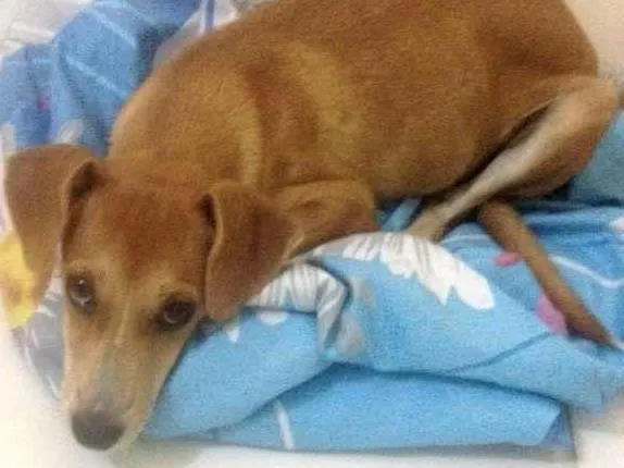 Cachorro raça Vira lata idade 2 a 6 meses nome Dalila