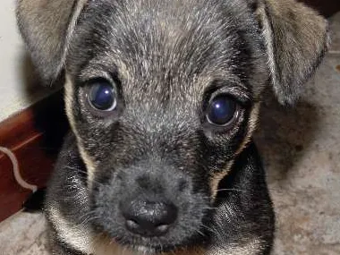 Cachorro ra a SRD idade Abaixo de 2 meses nome chiquinho