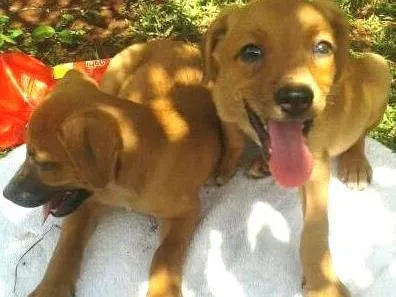 Cachorro ra a misturada idade Abaixo de 2 meses nome lindos