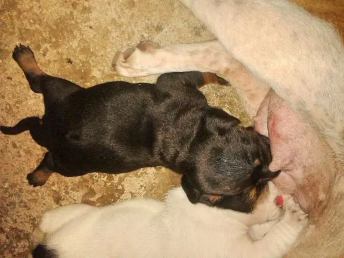 Cachorro ra a  idade 2 a 6 meses nome Cachorros 