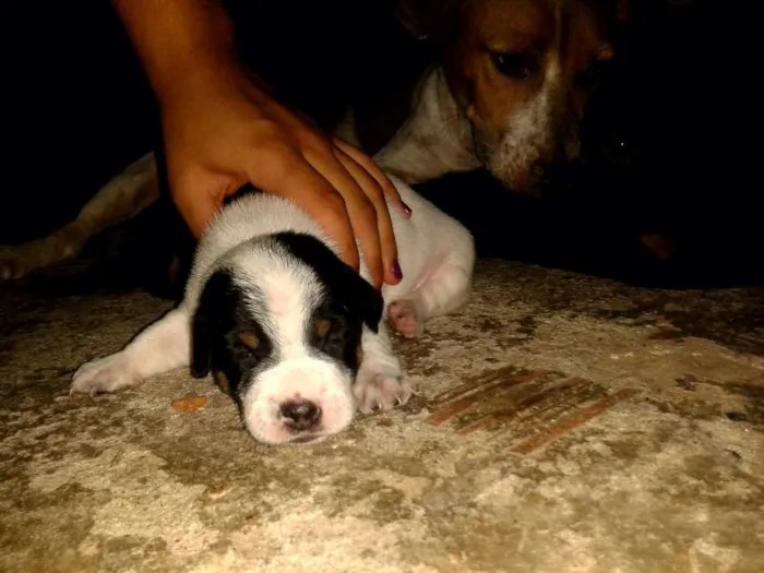 Cachorro ra a  idade 2 a 6 meses nome Cachorros 