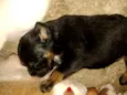 Cachorros 