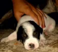 Cachorros 