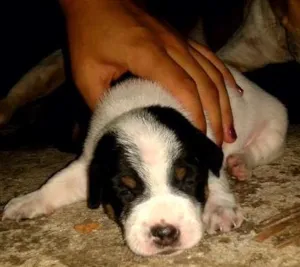 Cachorro raça  idade 2 a 6 meses nome Cachorros 