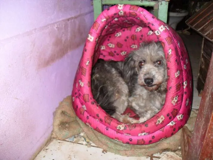 Cachorro raça SRD idade 3 anos nome Lili