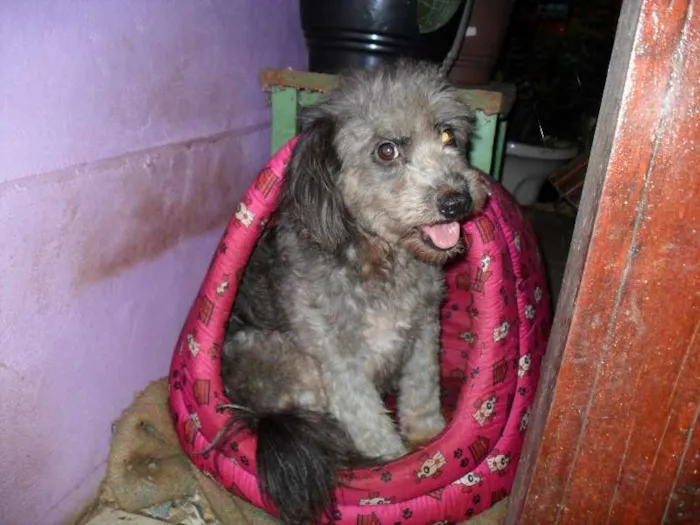 Cachorro raça SRD idade 3 anos nome Lili