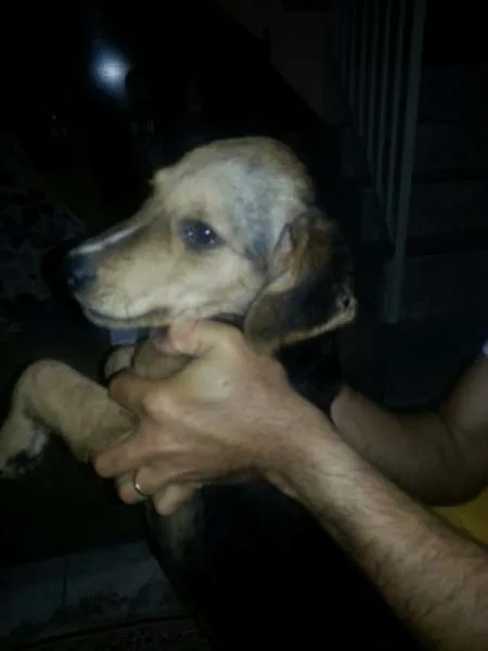 Cachorro ra a vira-lata idade 7 a 11 meses nome Laly