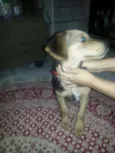 Laly