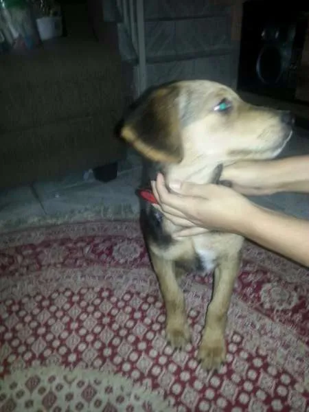 Cachorro ra a vira-lata idade 7 a 11 meses nome Laly