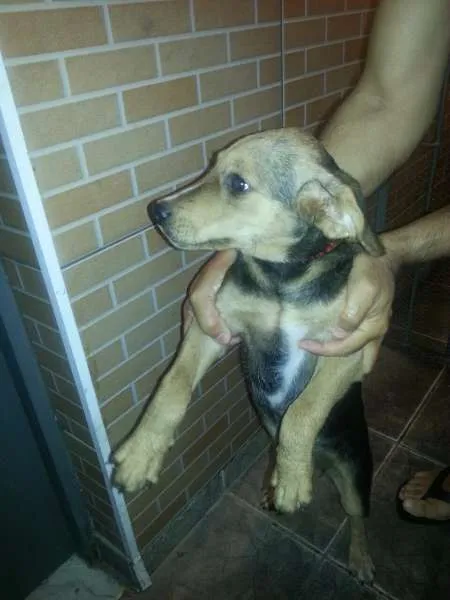 Cachorro ra a vira-lata idade 7 a 11 meses nome Laly
