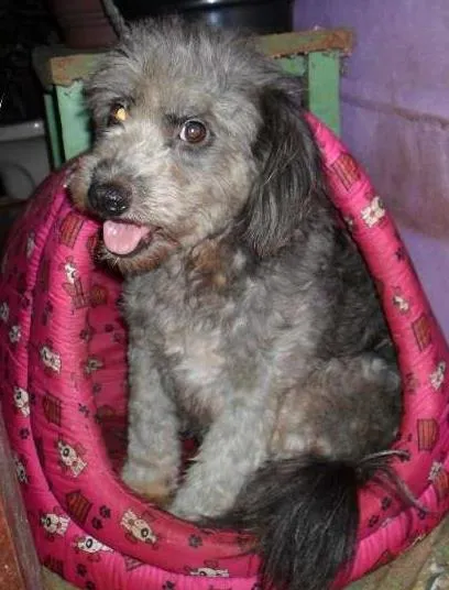 Cachorro raça SRD idade 3 anos nome Lili