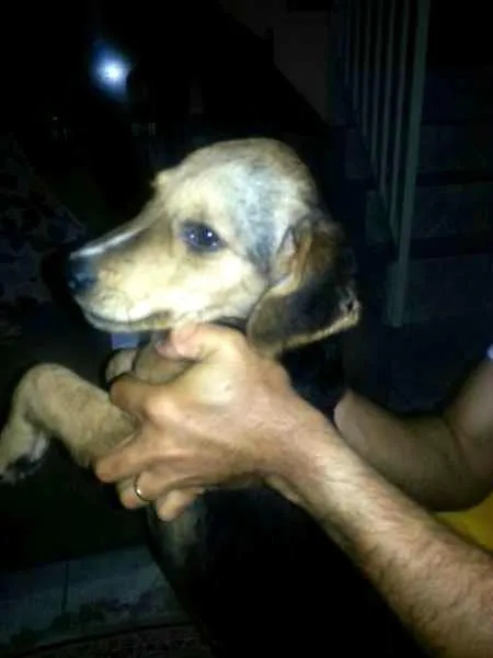 Cachorro ra a vira-lata idade 7 a 11 meses nome Laly