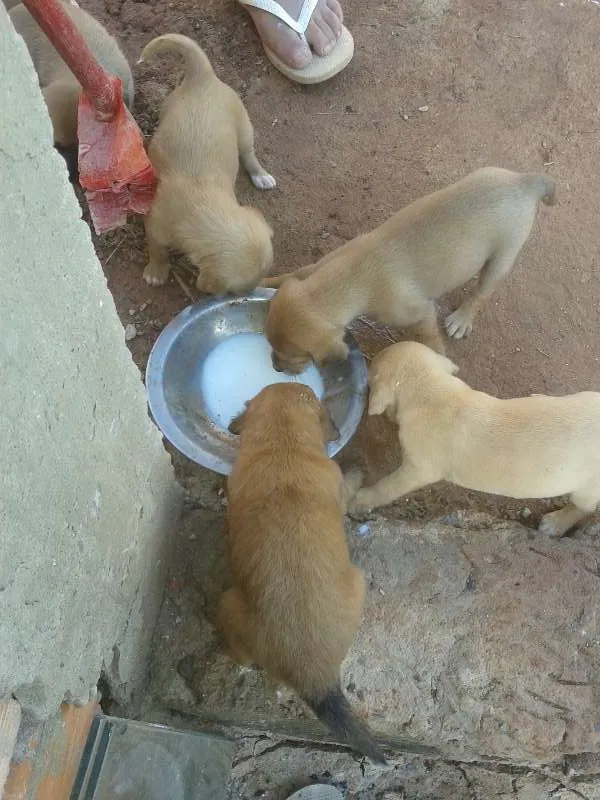 Cachorro raça SRD idade 2 a 6 meses nome sem nome