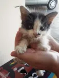 gato
