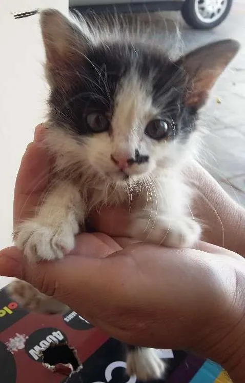 Gato ra a gato idade 2 a 6 meses nome gato