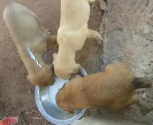 Cachorro raça SRD idade 2 a 6 meses nome sem nome
