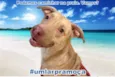 Moça