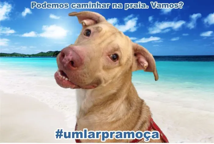 Cachorro ra a Mestiço de Labrador idade 2 anos nome Moça