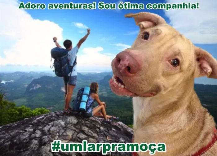Cachorro ra a Mestiço de Labrador idade 2 anos nome Moça