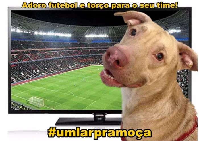 Cachorro ra a Mestiço de Labrador idade 2 anos nome Moça