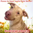 Moça