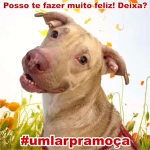 Cachorro raça Mestiço de Labrador idade 2 anos nome Moça