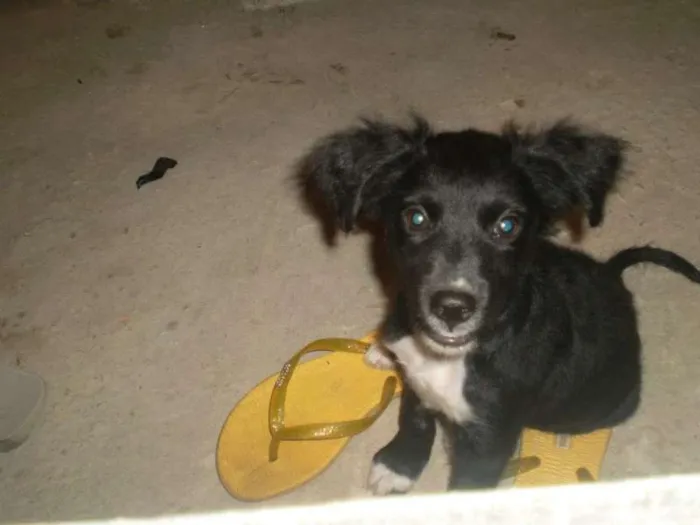 Cachorro raça vira lata idade 2 anos nome bolota