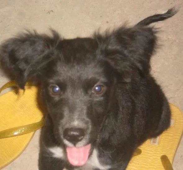 Cachorro raça vira lata idade 2 anos nome bolota