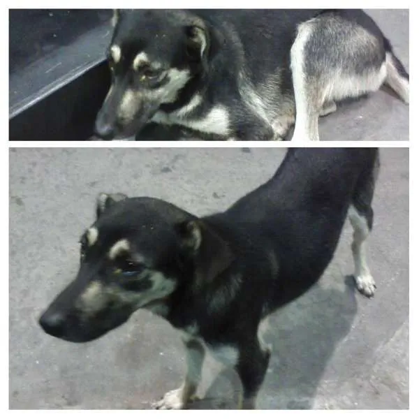 Cachorro ra a vira lata idade 3 anos nome neguinha