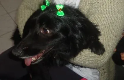 Cachorro ra a sdr idade  nome Baixinha