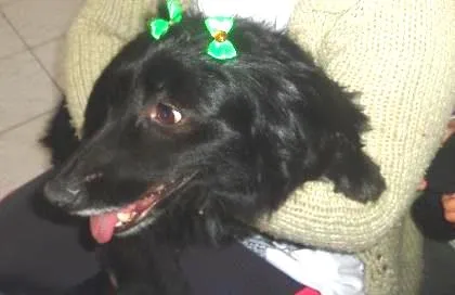 Cachorro ra a sdr idade  nome Baixinha