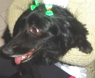 Cachorro ra a sdr idade  nome Baixinha