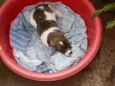 tico