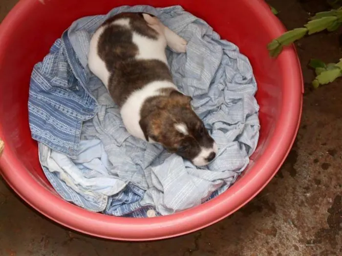 Cachorro ra a srd idade Abaixo de 2 meses nome tico