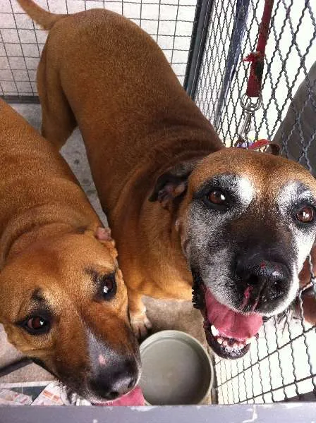 Cachorro ra a Fila idade 3 anos nome Danka e Junior