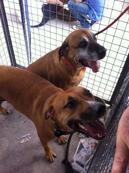 Cachorro ra a Fila idade 3 anos nome Danka e Junior