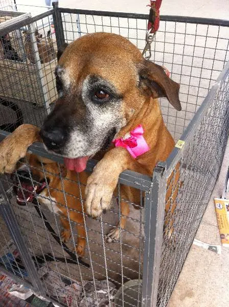 Cachorro ra a Fila idade 3 anos nome Danka e Junior