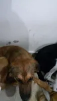 bolinha