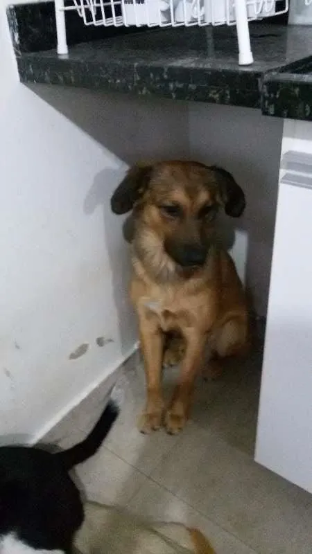 Cachorro ra a srd idade 1 ano nome bolinha