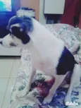 vick