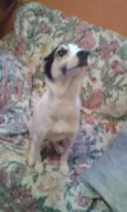 vick