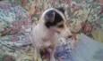 vick