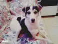 vick