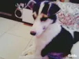 vick