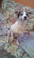 vick