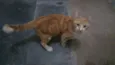 Laranjão