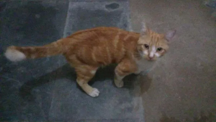 Gato ra a SRD idade 7 a 11 meses nome Laranjão
