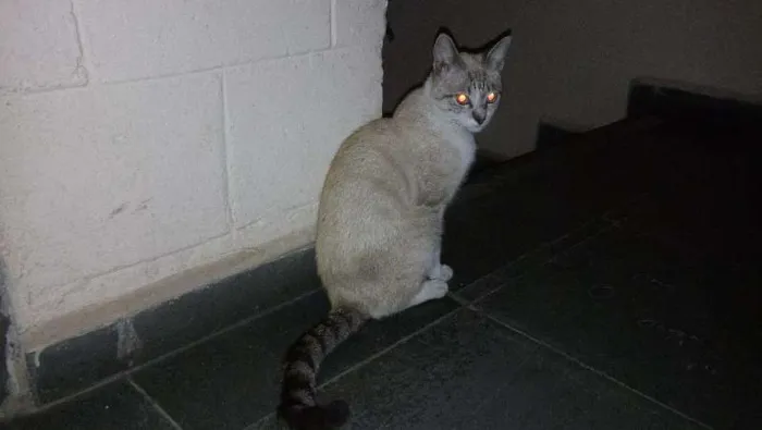 Gato ra a SRD idade 7 a 11 meses nome Cinzão