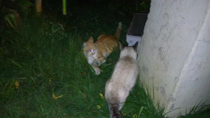 Gato ra a SRD idade 7 a 11 meses nome Cinzão