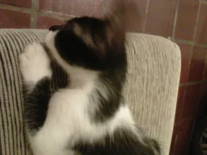 Gato raça  idade Abaixo de 2 meses nome Judy
